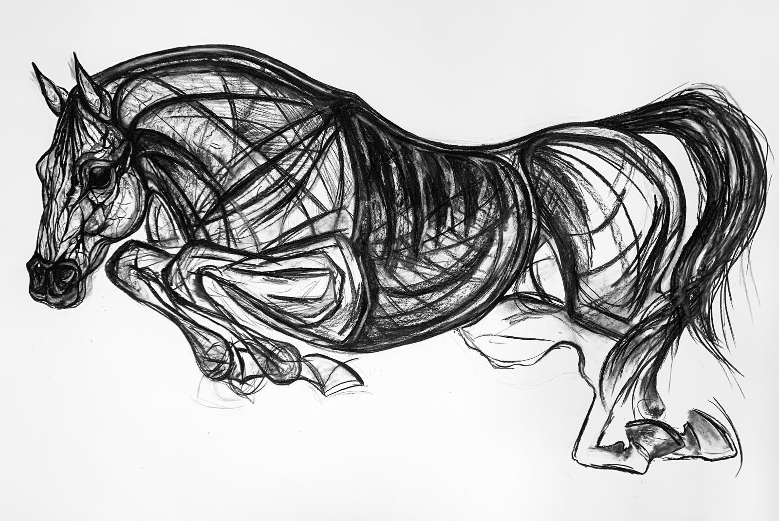 Charcoal anatomical study of a horse