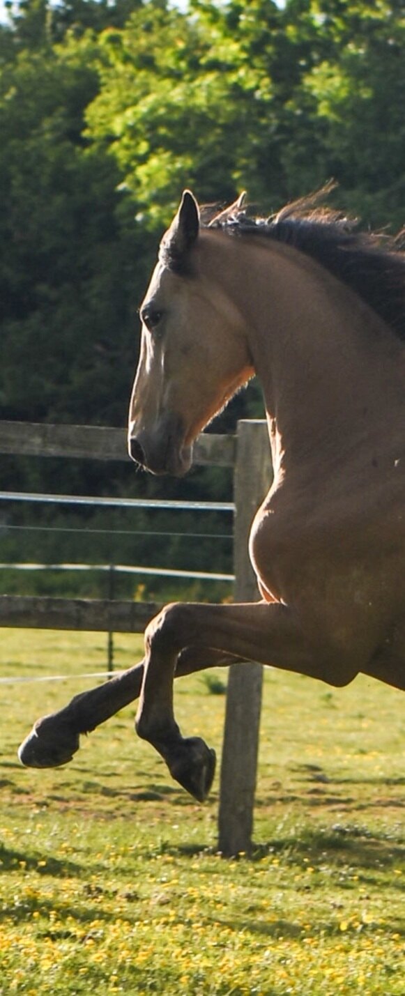 Winnie moving in evening light